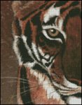 (image for) Tiger Eye